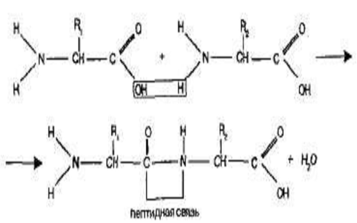 Аминокислоты и пептиды