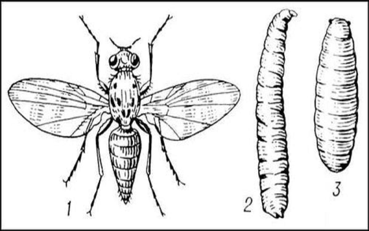 Личинка мухи рисунок